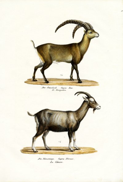 Ibex, 1824 by Karl Joseph Brodtmann